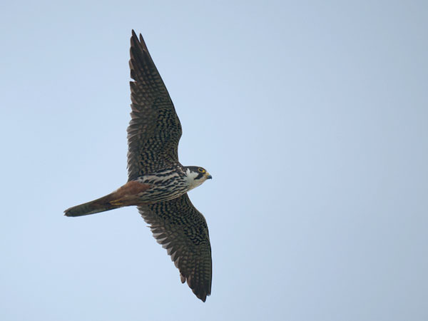 Nuolihaukka, Eurasian Hobby, Falco subbuteo