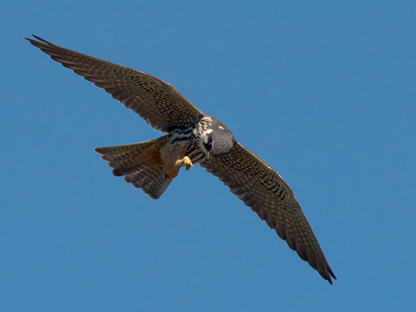 Nuolihaukka, Eurasian Hobby, Falco subbuteo