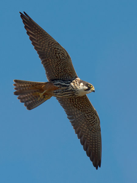 Nuolihaukka, Eurasian Hobby, Falco subbuteo