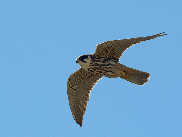 Nuolihaukka, Eurasian Hobby, Falco subbuteo