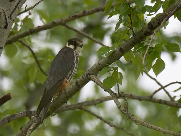 Nuolihaukka, Eurasian Hobby, Falco subbuteo