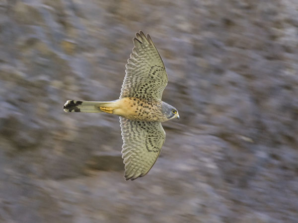 Tuulihaukka, Common Kestrel, Falco tinnunculus