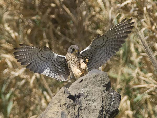 Tuulihaukka, Common Kestrel, Falco tinnunculus