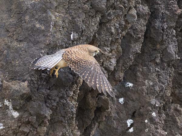 Tuulihaukka, Common Kestrel, Falco tinnunculus