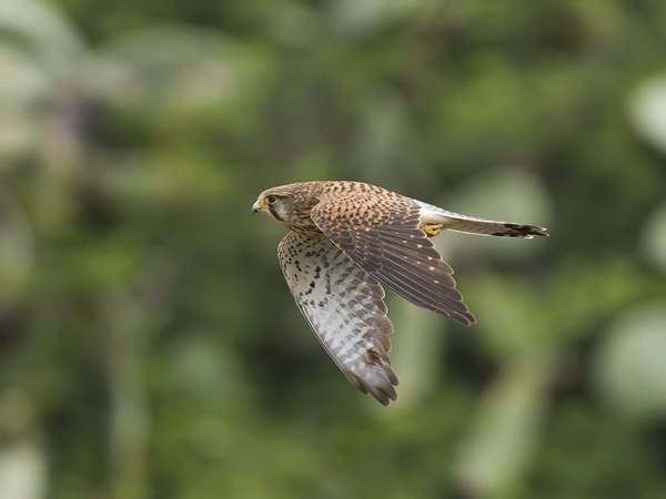 Tuulihaukka, Common Kestrel, Falco tinnunculus