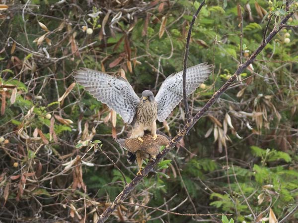 Tuulihaukka, Common Kestrel, Falco tinnunculus