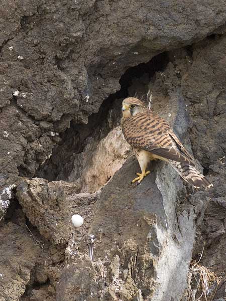 Tuulihaukka, Common Kestrel, Falco tinnunculus