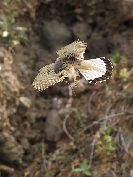 Tuulihaukka, Common Kestrel, Falco tinnunculus