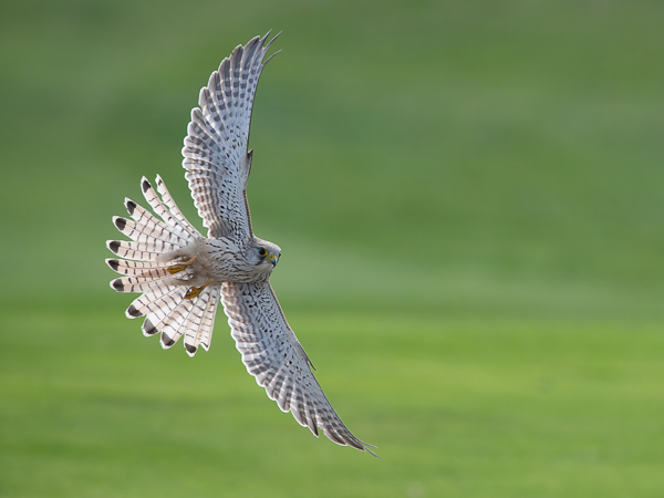 Tuulihaukka, Common Kestrel, Falco tinnunculus