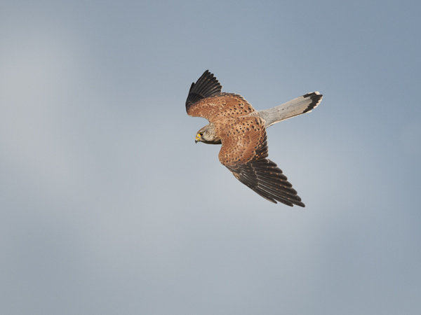 Tuulihaukka, Common Kestrel, Falco tinnunculus