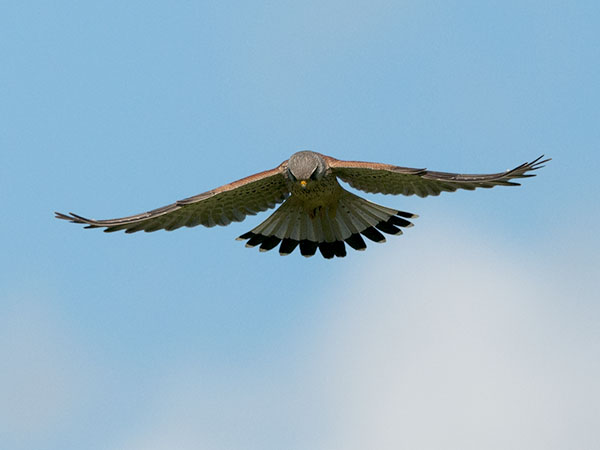 Tuulihaukka, Common Kestrel, Falco tinnunculus