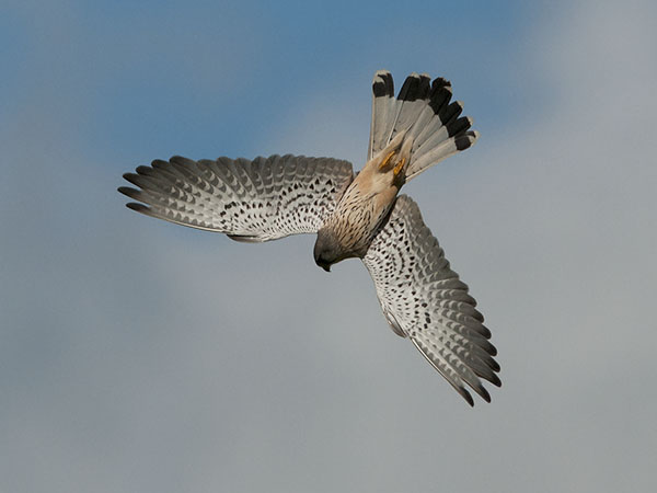 Tuulihaukka, Common Kestrel, Falco tinnunculus