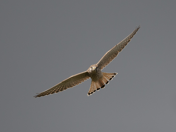 Tuulihaukka, Common Kestrel, Falco tinnunculus