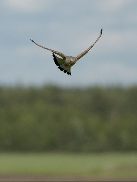 Tuulihaukka, Common Kestrel, Falco tinnunculus