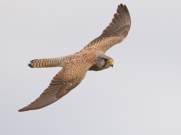 Tuulihaukka, Common Kestrel, Falco tinnunculus