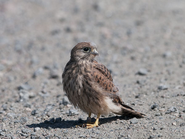 Tuulihaukka, Common Kestrel, Falco tinnunculus