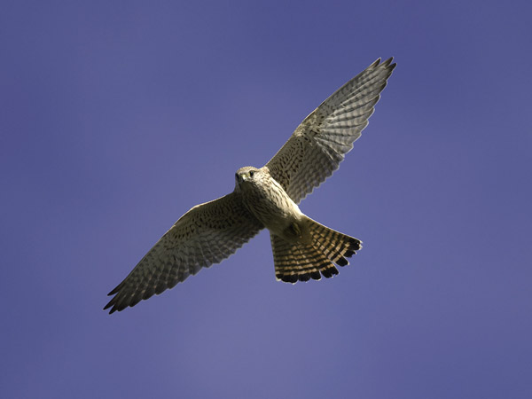 Tuulihaukka, Common Kestrel, Falco tinnunculus
