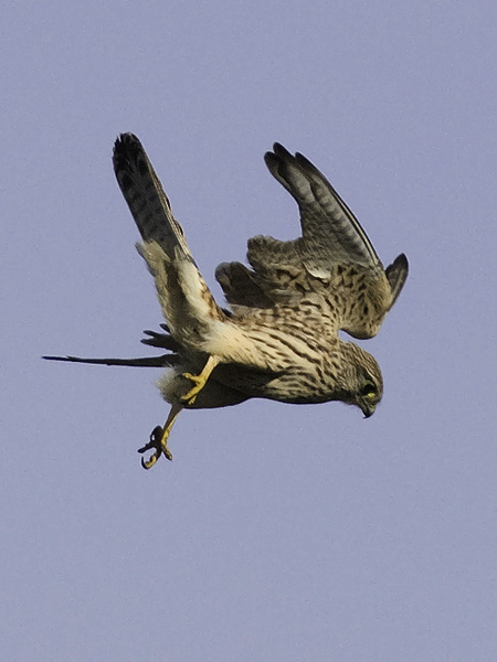Tuulihaukka, Common Kestrel, Falco tinnunculus