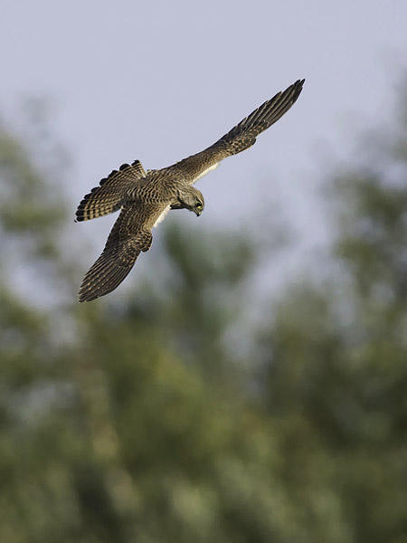 Tuulihaukka, Common Kestrel, Falco tinnunculus