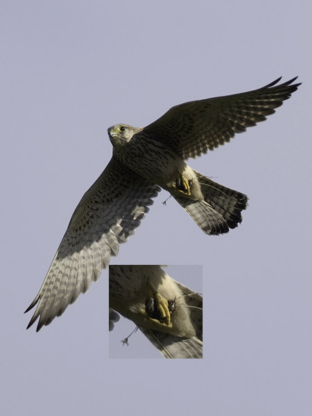 Tuulihaukka, Common Kestrel, Falco tinnunculus