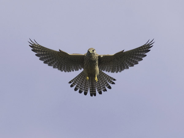 Tuulihaukka, Common Kestrel, Falco tinnunculus