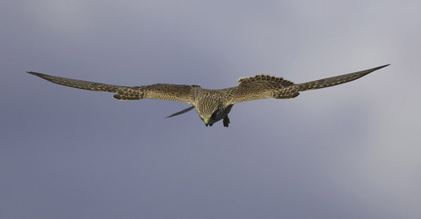 Tuulihaukka, Common Kestrel, Falco tinnunculus
