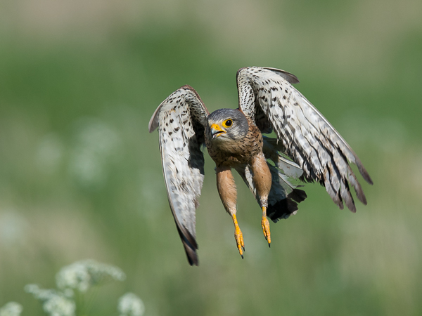 Tuulihaukka, Common Kestrel, Falco tinnunculus