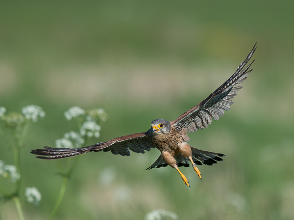 Tuulihaukka, Common Kestrel, Falco tinnunculus