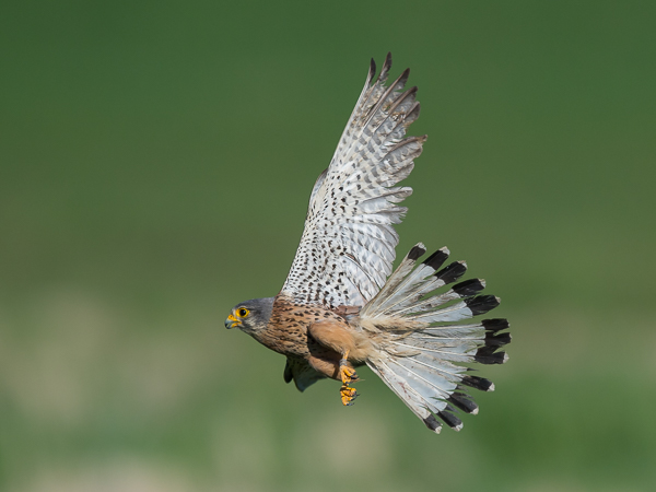 Tuulihaukka, Common Kestrel, Falco tinnunculus