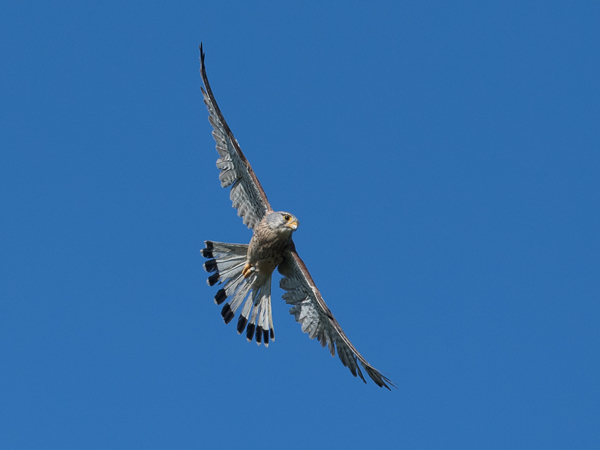 Tuulihaukka, Common Kestrel, Falco tinnunculus