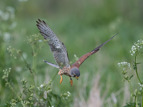 Tuulihaukka, Common Kestrel, Falco tinnunculus