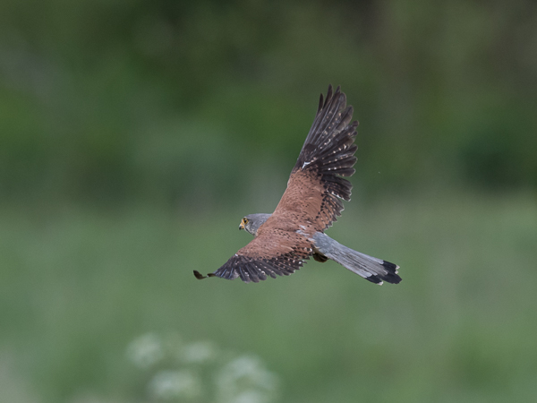 Tuulihaukka, Common Kestrel, Falco tinnunculus