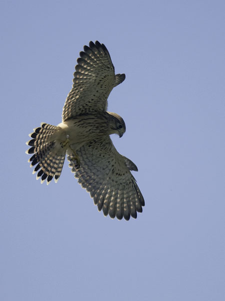 Tuulihaukka, Common Kestrel, Falco tinnunculus