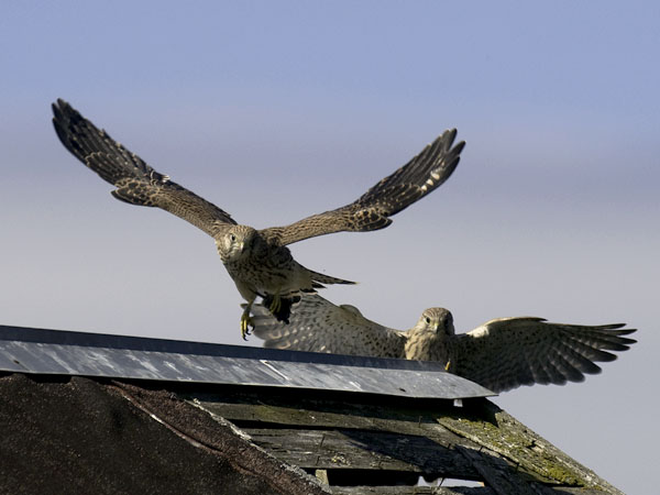 Tuulihaukka, Common Kestrel, Falco tinnunculus