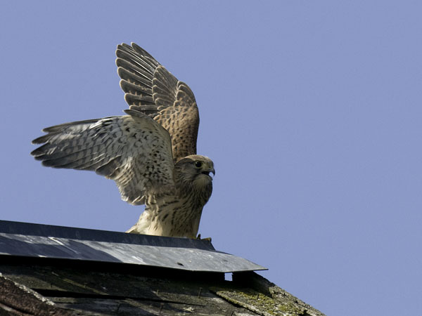 Tuulihaukka, Common Kestrel, Falco tinnunculus
