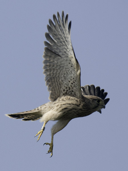 Tuulihaukka, Common Kestrel, Falco tinnunculus
