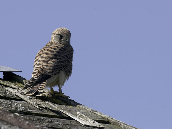 Tuulihaukka, Common Kestrel, Falco tinnunculus