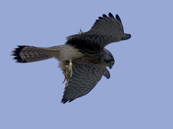 Tuulihaukka, Common Kestrel, Falco tinnunculus