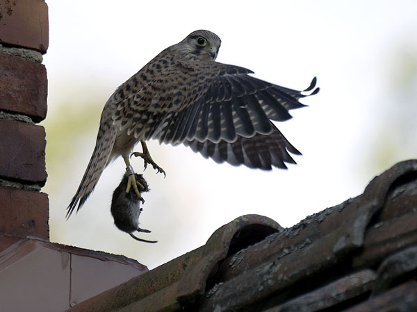 Tuulihaukka, Common Kestrel, Falco tinnunculus