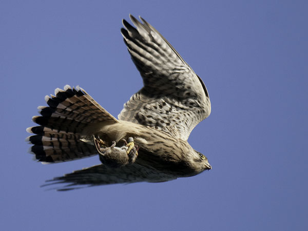 Tuulihaukka, Common Kestrel, Falco tinnunculus