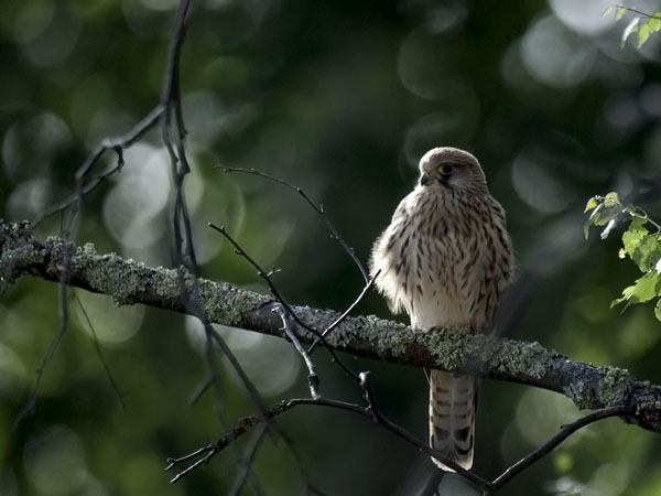 Tuulihaukka, Common Kestrel, Falco tinnunculus