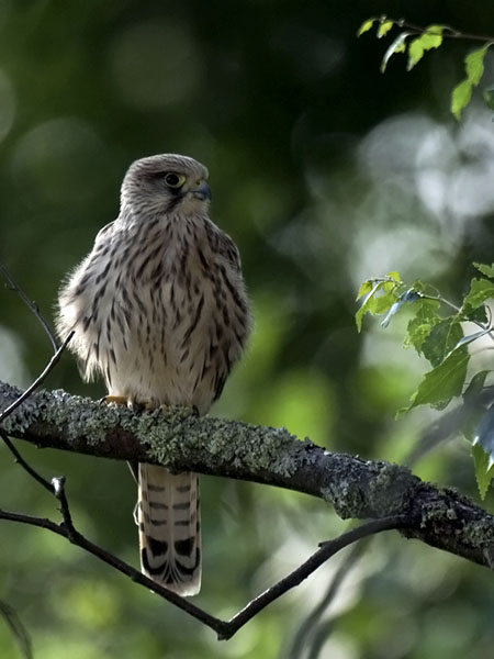 Tuulihaukka, Common Kestrel, Falco tinnunculus