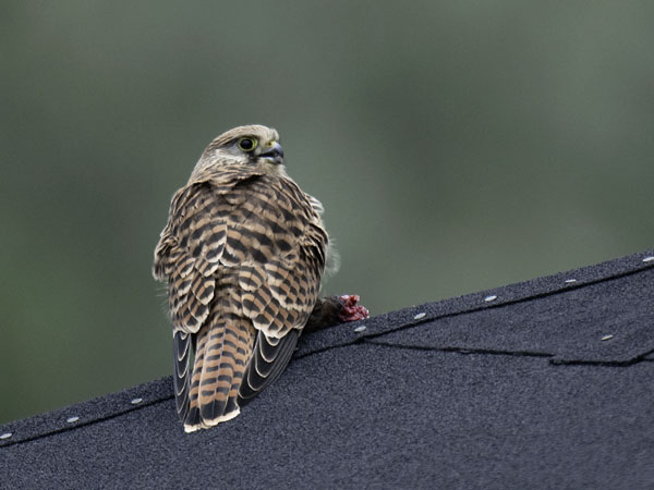 Tuulihaukka, Common Kestrel, Falco tinnunculus