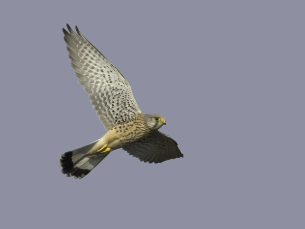 Tuulihaukka, Common Kestrel, Falco tinnunculus