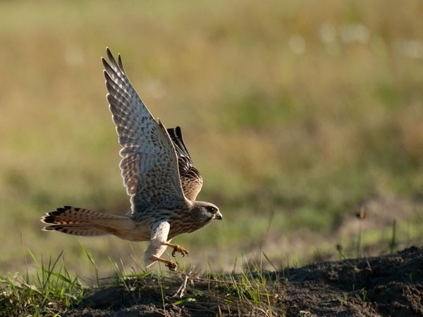 Tuulihaukka, Common Kestrel, Falco tinnunculus
