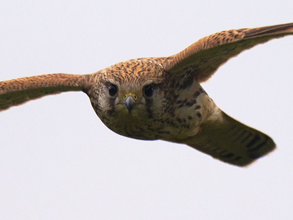 Tuulihaukka, Common Kestrel, Falco tinnunculus