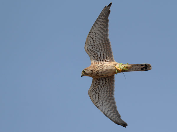 Tuulihaukka, Common Kestrel, Falco tinnunculus