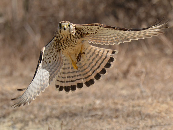Tuulihaukka, Common Kestrel, Falco tinnunculus
