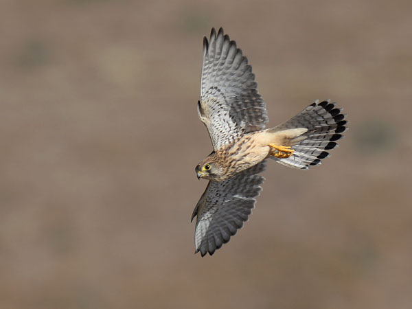 Tuulihaukka, Common Kestrel, Falco tinnunculus