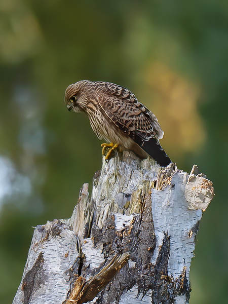 Tuulihaukka, Common Kestrel, Falco tinnunculus